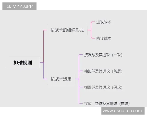 广州排球队的战术演变与球员转换深度解析